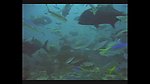 海洋生物