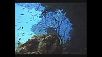 海洋生物