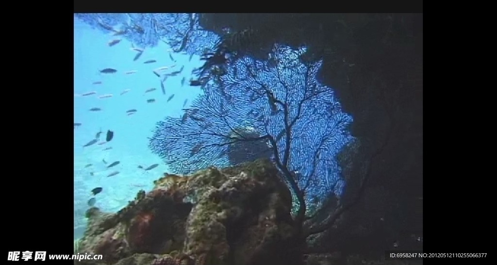 海洋生物