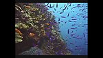 海洋生物