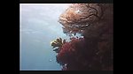 海洋生物