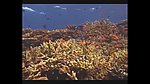 海洋生物