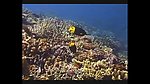 海洋生物