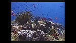 海洋生物