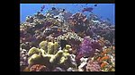 海洋生物
