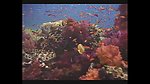 海洋生物