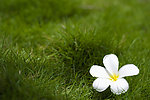 蜈支洲岛 小白花
