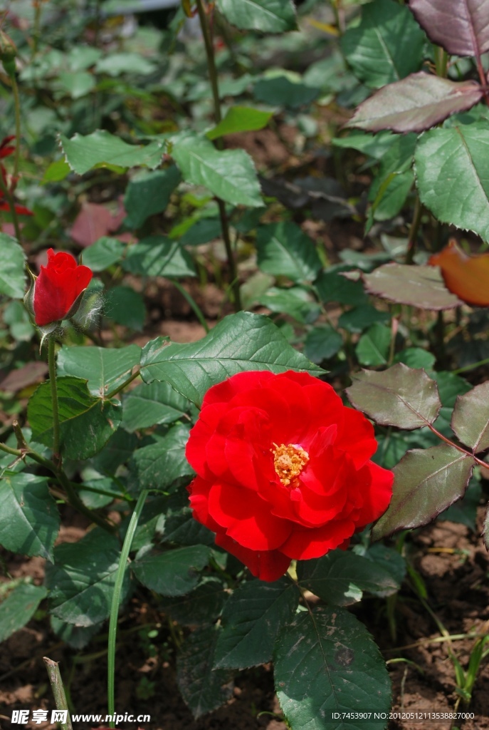 月季花