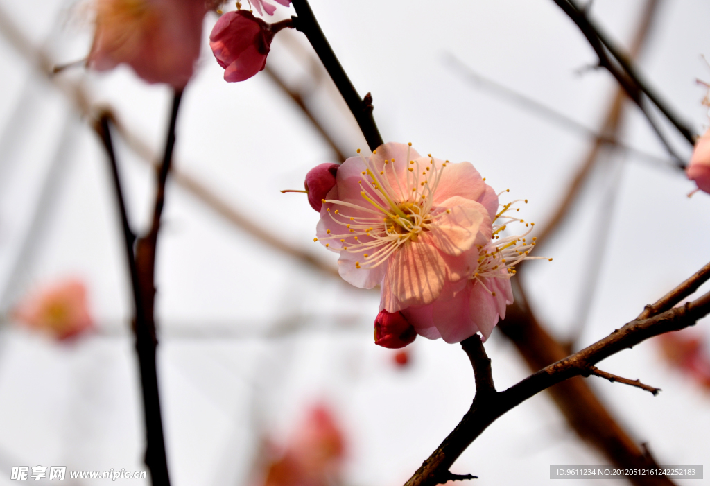 美丽的梅花