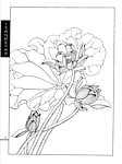 工笔荷花白描画谱