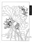 工笔荷花白描画谱
