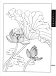 工笔荷花白描画谱