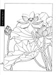 工笔荷花白描画谱
