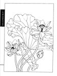 工笔荷花白描画谱