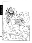 工笔荷花白描画谱