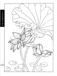 工笔荷花白描画谱