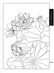 工笔荷花白描画谱
