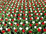 郁金香花圃