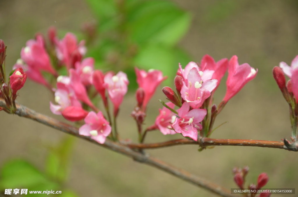 锦带花