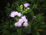 紫色小野花