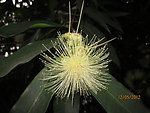 一朵野花