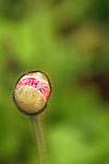 罂粟花