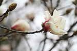 白玉兰