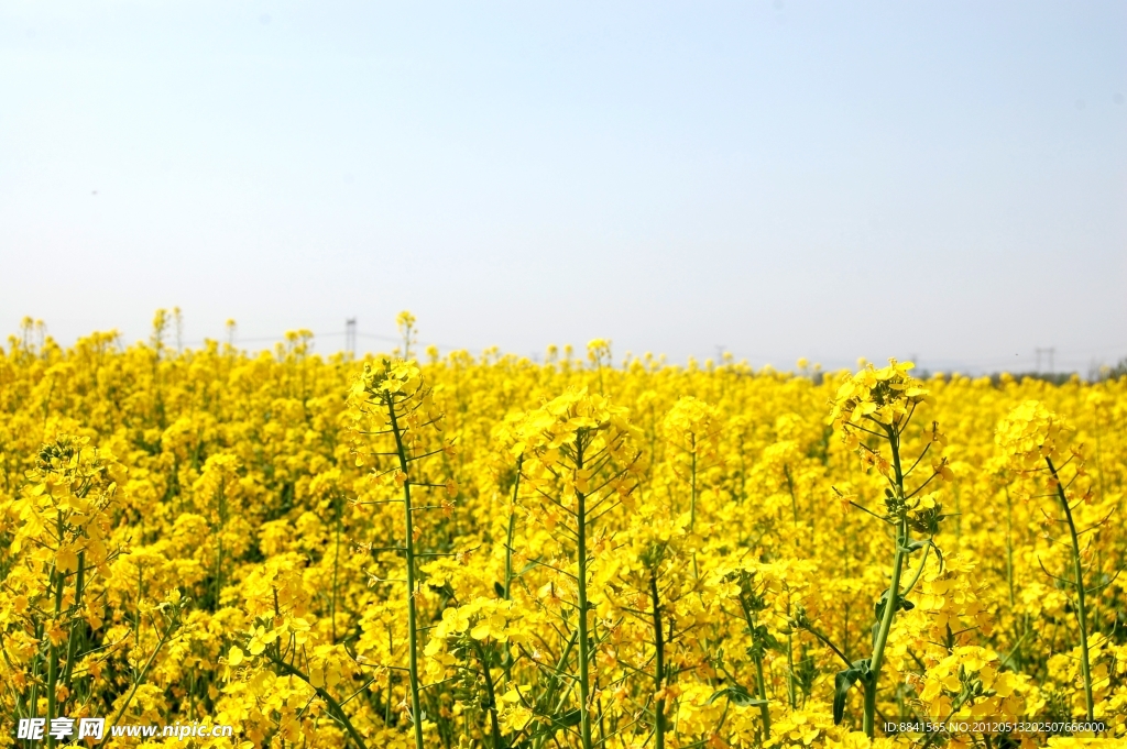 油菜花