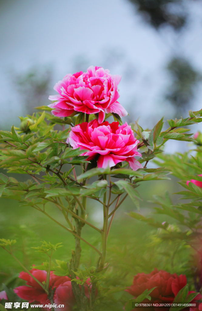 艳压群芳