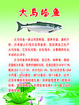 大马哈鱼介绍