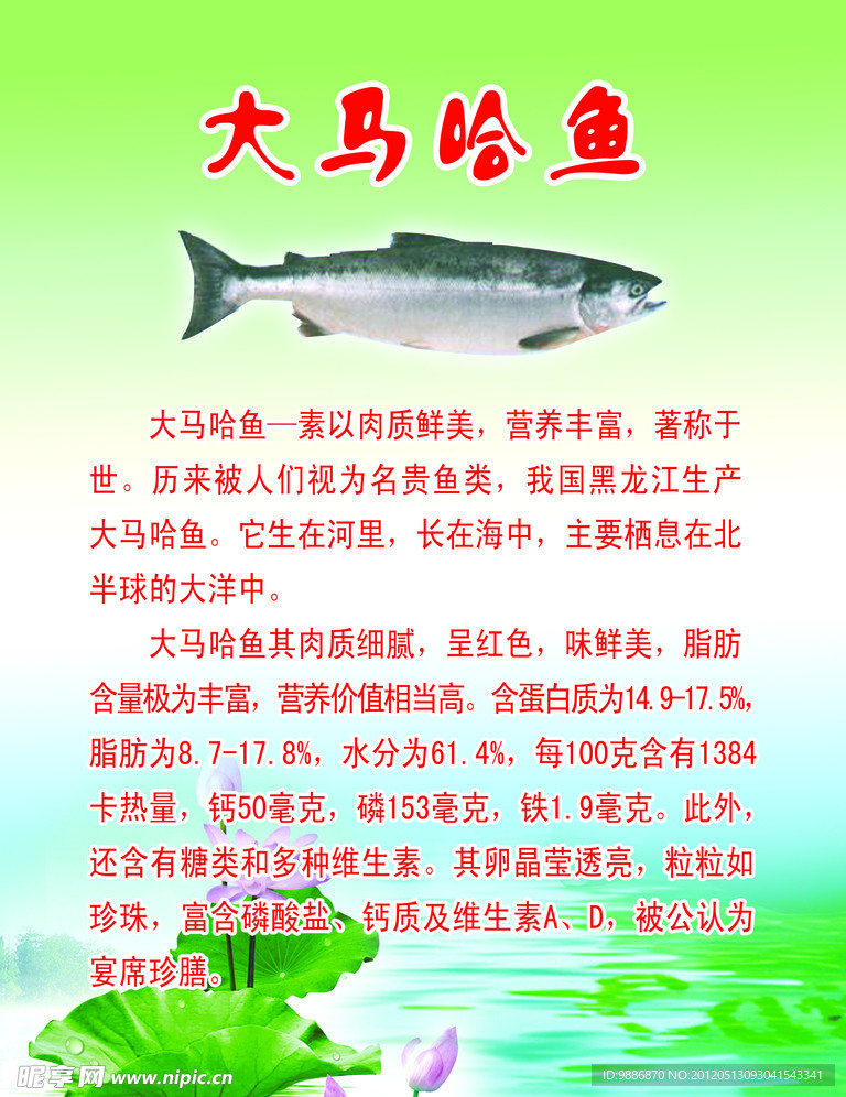 大马哈鱼介绍