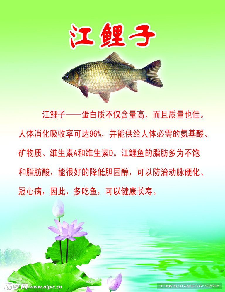 江鲤子