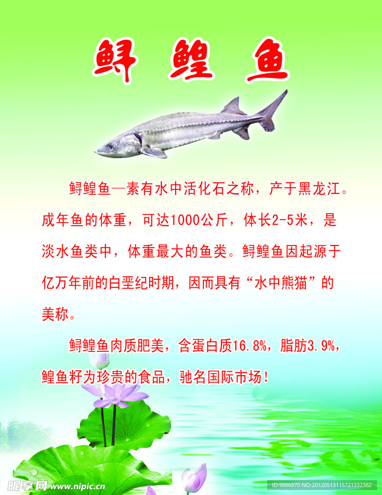 鲤鱼