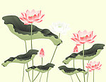 荷花