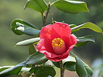 茶花
