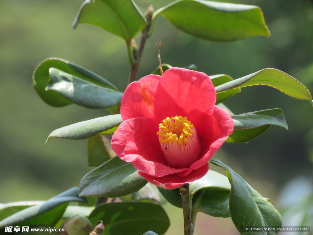 茶花
