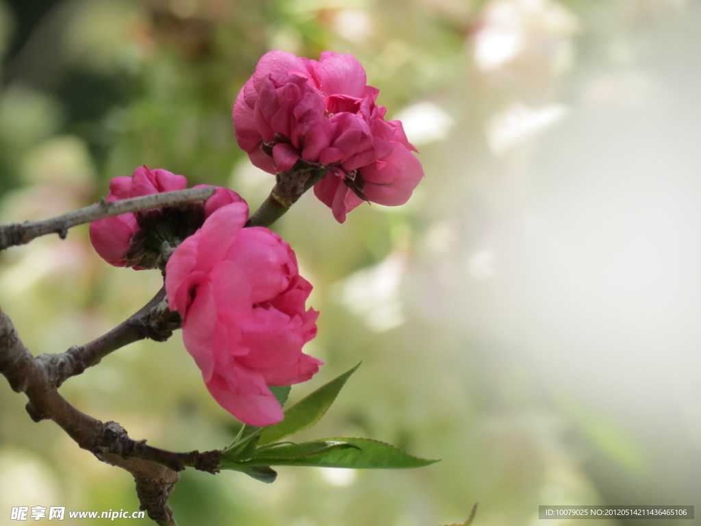 樱花