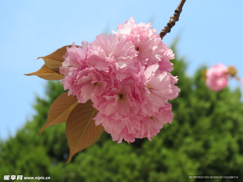 樱花