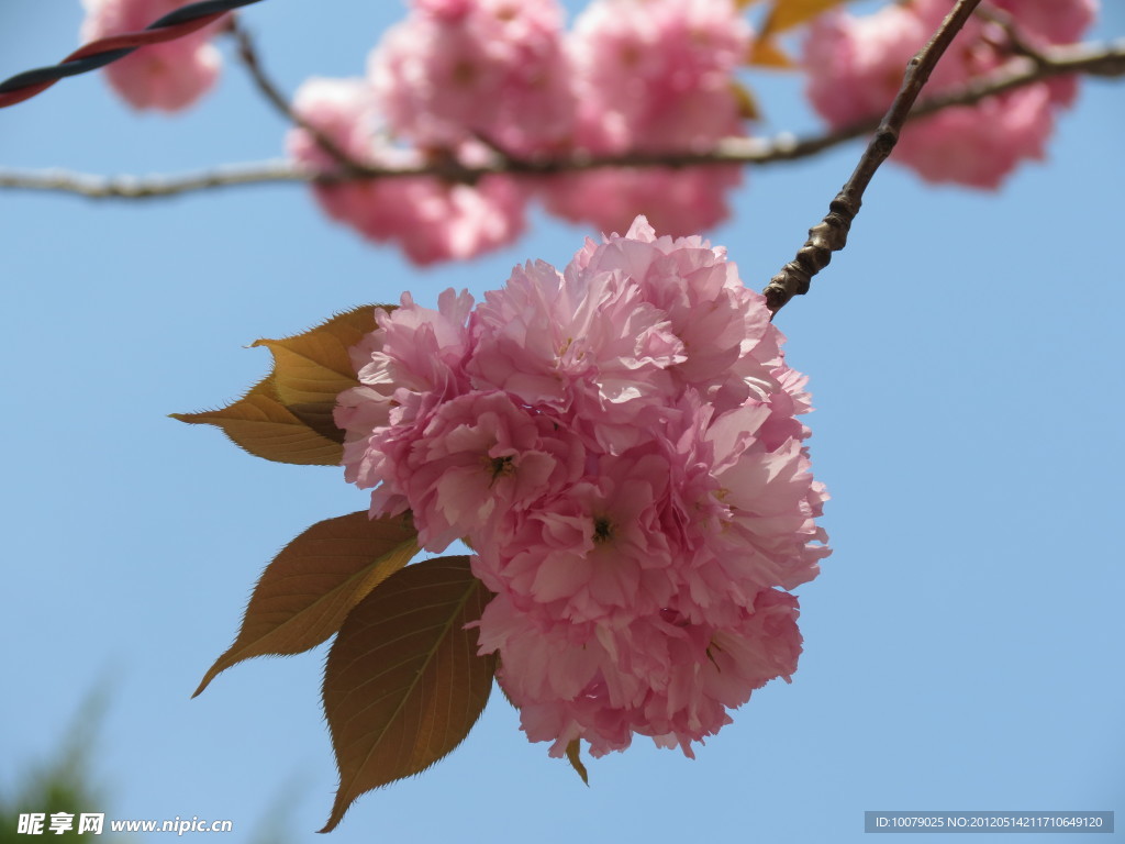 樱花