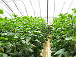 大棚黄瓜