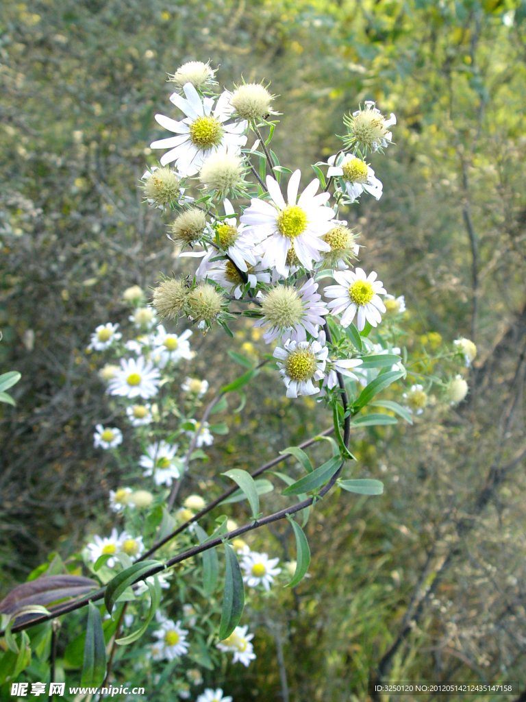 白色野菊花