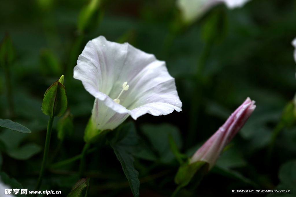 牵牛花