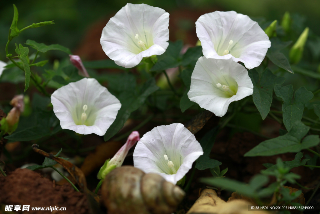 田园里的牵牛花