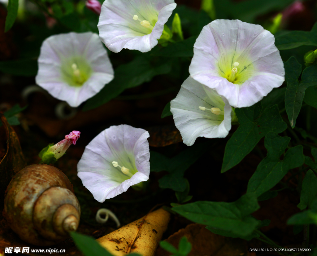 牵牛花