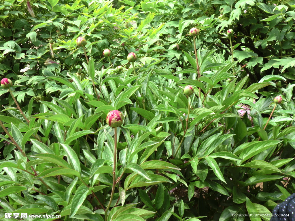 花丛