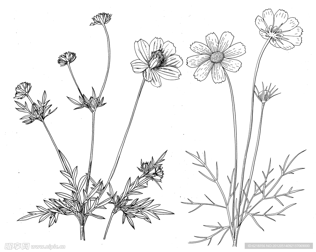 线描花