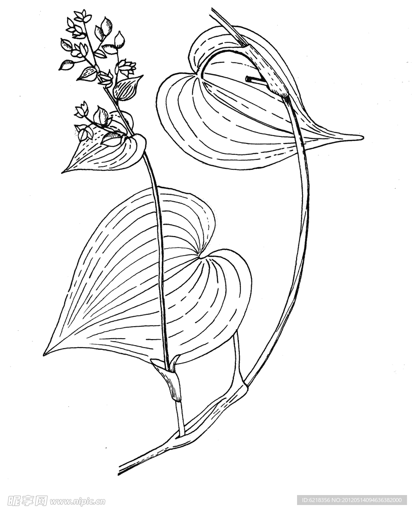 线描花