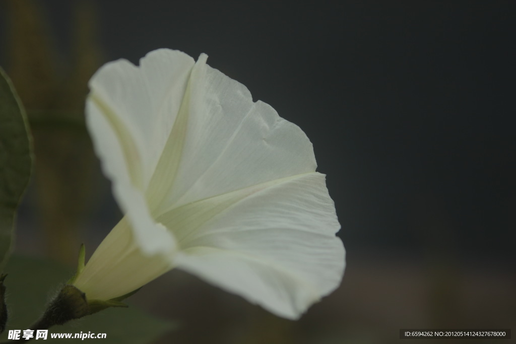 牵牛花