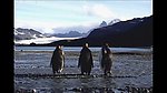 南极企鹅