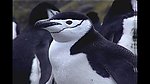 南极企鹅